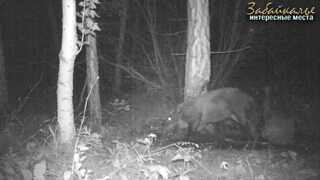 Сохондинский заповедник. Охранная зона. Интересные места Забайкалья смотреть онлайн