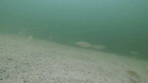 Roach and Perch - Underwater gopro film