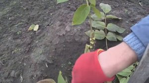 Орех пекан. Зимняя защита для саженцев из агроволокна.