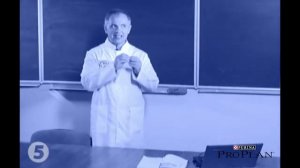 Онкологические заболевания у собак