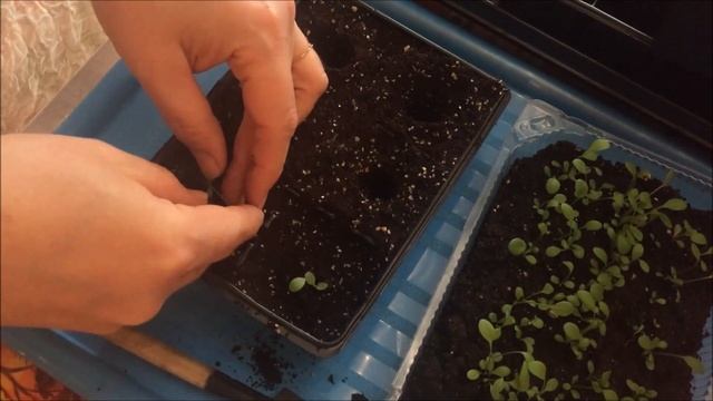 Пикировка Ратибиды. Основные правила пикировки любых растений. смотреть онлайн