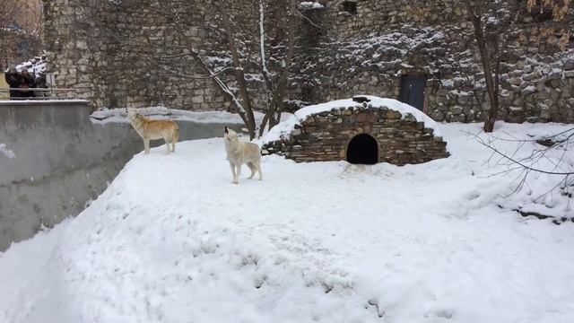 Как воют волки? смотреть онлайн