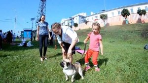 Турнир собаководов в городе Прокопьевск стадион Шахтер 18 августа 2019