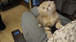 Вакцинация котят: Когда и чем прививать котенка?