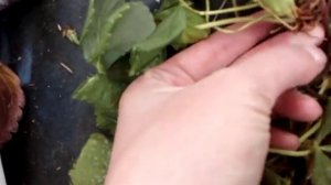 Итоги зимовки клубники в теплице 2021 г. Омск Ферма "Омская Ягода"