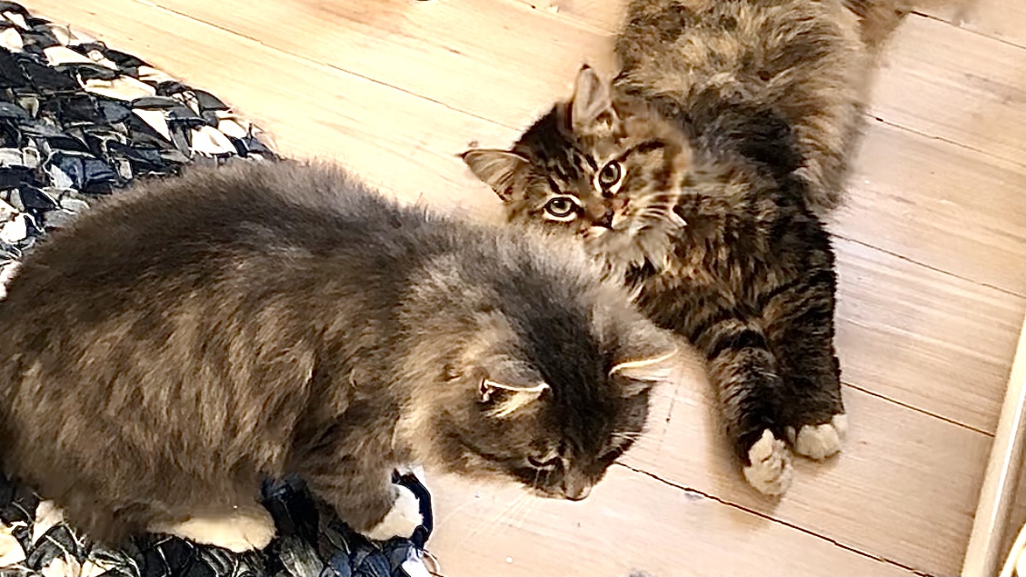 Неугомонные Коты шальные гонки смотреть онлайн