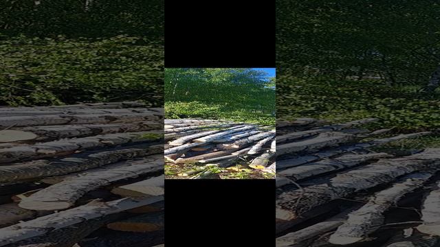 это наша дача! и мы медленно идём к своей цели) #началосяилизасосаломещанскоеболото смотреть онлайн