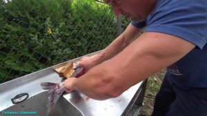 Как разделать крупную рыбу на филе. Снимаем филе с ТОЛСТОЛОБИКА.