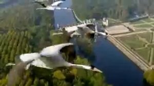 Аисты улетают в теплые края