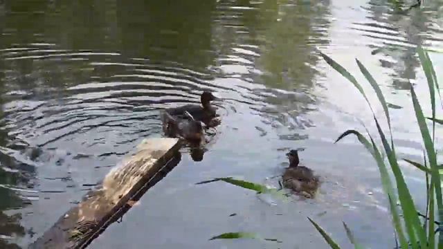 Выпуск утят, пора вставать на крыло смотреть онлайн