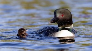 Loon Sounds 🎶 Over 1-Minute of Loon Sound Effects
