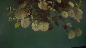 Два бриллианта(У нее глаза два бриллианта в три карата, локоны ее)наброски)