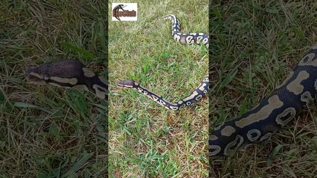 python regius/ball python/королевский питон/phantom