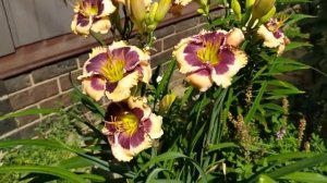 Лилейник Кристал Пино (Crystal Pinot).