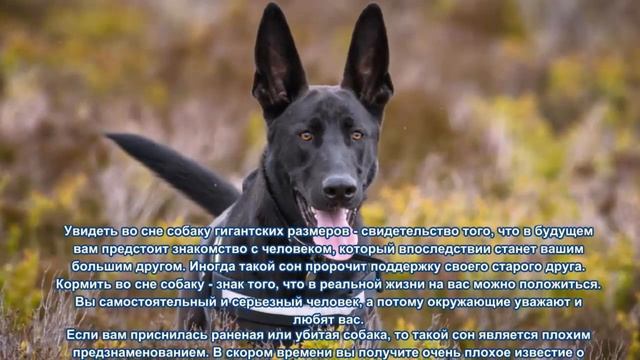 К чему снится собака. Сонник Ванги. Толкование снов.