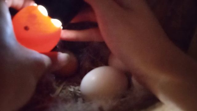 Мускусная утка высиживает Павлинов, цыплят и утят. Овоскопируем яйца. Оплодотворены ли яйца. смотреть онлайн