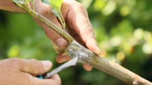 ПРАВИЛЬНЫЙ уход за ПРИЖИВШИМИСЯ черенками после перепрививки.