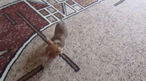 чихуахуа 1,5 месяца.