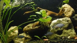 Аквариумистика аквариумные рыбки цихлиды анцытрусы барбусы синодонтисы акваскейпинг