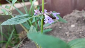 07.06.2023 Фиолетовый Змееголовник поникший цветет Dracocefphalum nutans Lamiaceae. Природа Сибири