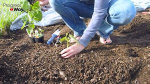 СОДА СПАСЕТ САД И ОГОРОД ОТ ВРЕДИТЕЛЕЙ И БОЛЕЗНЕЙ! СПОСОБ ПРИМЕНЕНИЯ СОДЫ И ДОЗЫ!