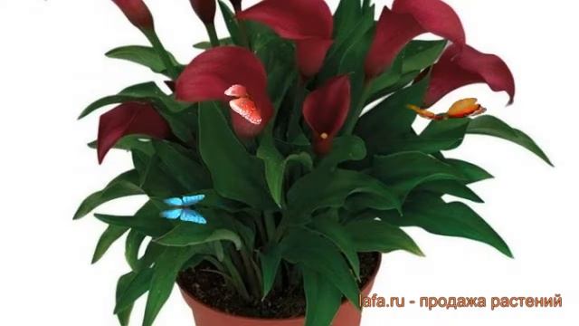 Калла обыкновенная Аллюр (calla allure) ? калла Аллюр обзор: как сажать луковицы каллы Аллюр