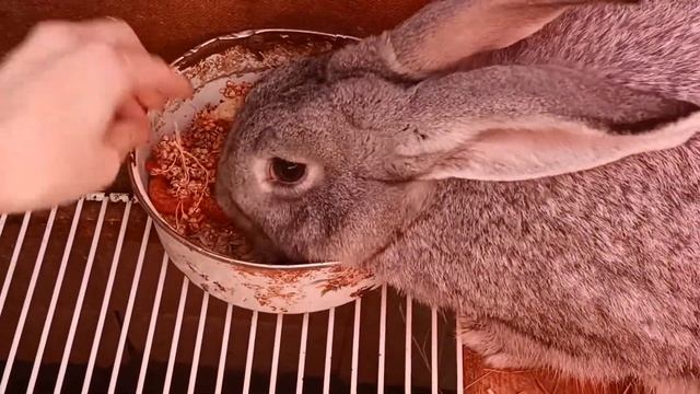 Чем мы кормим крольчиху после окрола.#еленазагороднаяжизнь#влоги#жизньзагородом
