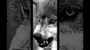 Малгобекский и Сунженский районы захвачены ингушами.