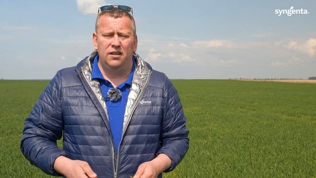 Регулятор роста на озимой пшенице. Как и когда применять? Моддус