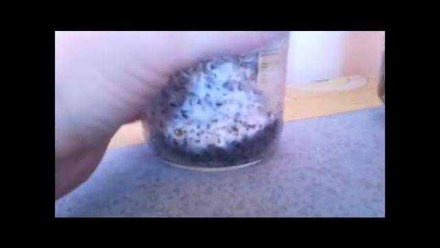 Выращивание опят в банке эксперимент смотреть онлайн