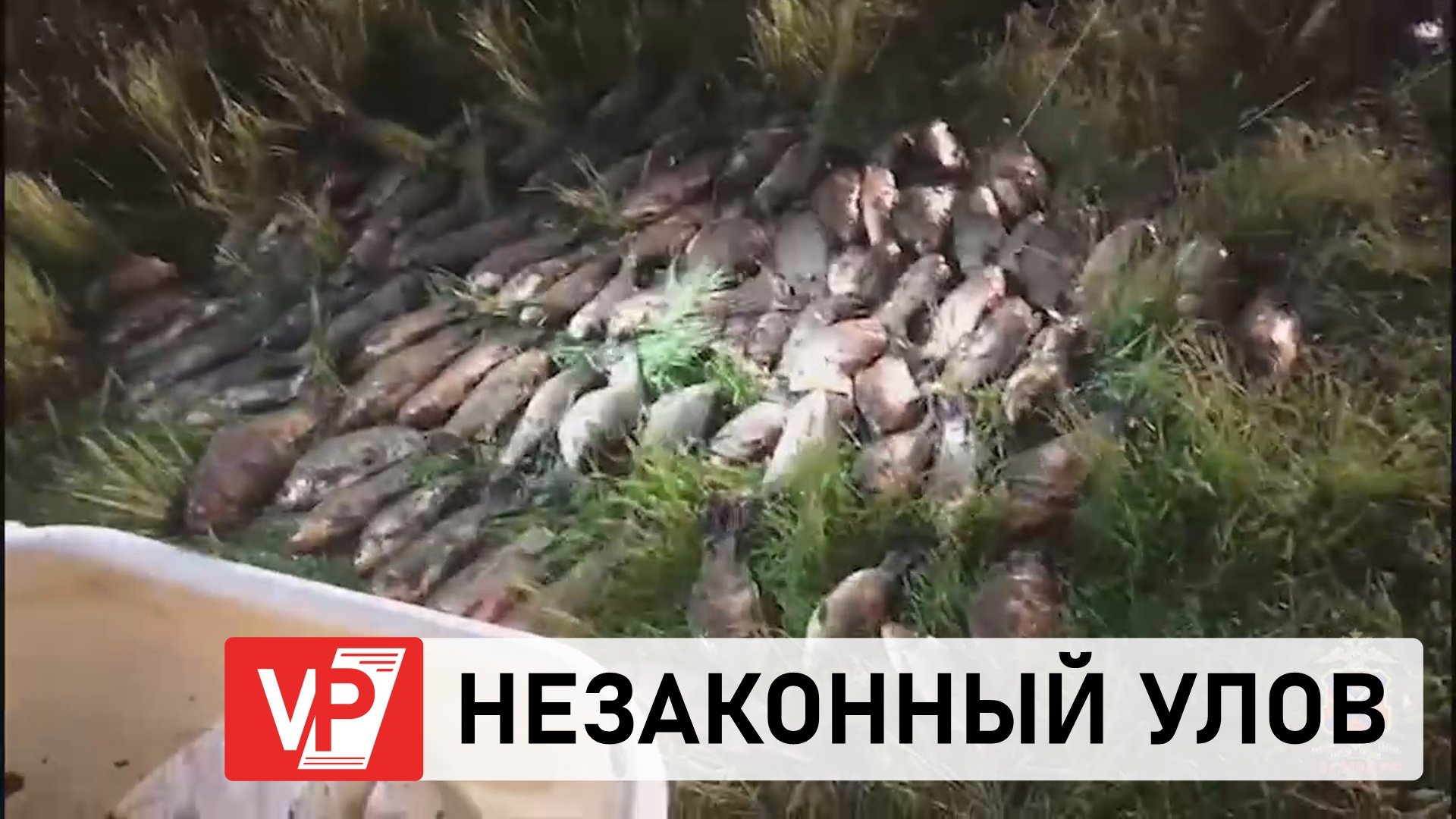 В ВОЛГОГРАДСКОЙ ОБЛАСТИ ЗАДЕРЖАЛИ ДВОИХ ПОДОЗРЕВАЕМЫХ В БРАКОНЬЕРСТВЕ ...