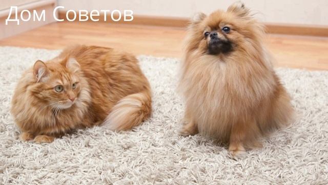 Я раньше и Не знала, что Кондиционер Для Белья просто Незаменим в Быту! Способы Использования! смотреть онлайн