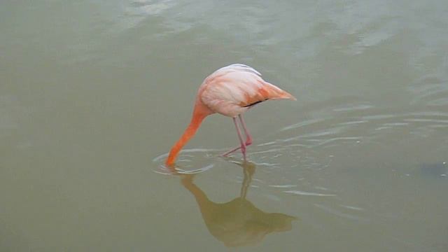 flamingo 2.MOV смотреть онлайн