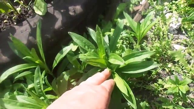 Выращивание и уход за турецкой гвоздикой на приусадебном участке.