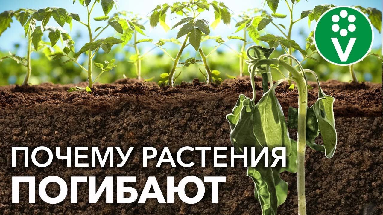 ПОМОГИТЕ РАСТЕНИЯМ ВЫЖИТЬ в условиях постоянного СТРЕССА!
