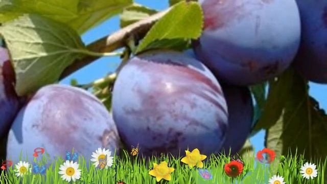 Слива обыкновенная Анна Шпет ? Обзор: посадка и уход. саженцы, крупномеры: описание и особенности смотреть онлайн