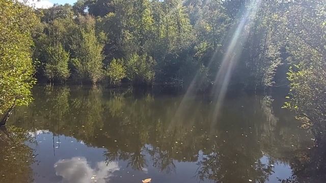 По грибы в Мёдонский лес на электричке. смотреть онлайн