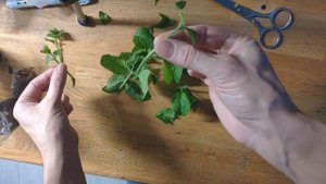 Черенкование Петунии (калибрахоа, петхоа)