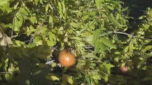 Выращивание гранат в открытом грунте. Сбор урожая