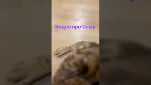 в конце могут быть видео про Сёмено детство