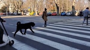 Белград: землетрясение, парк Ташмайдан, отвечаю на ваши вопросы про переезд в Сербию