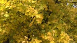 Песня под гитару "Желтые листья " Исполняет автор Сергей Яременко