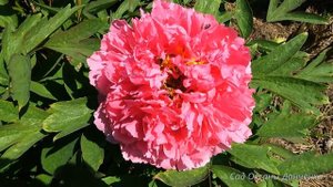 Пион древовидный Coral Altar