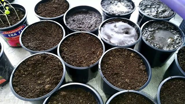 Герань. Пеларгония семенами. Неприхотливый сад #Герань смотреть онлайн