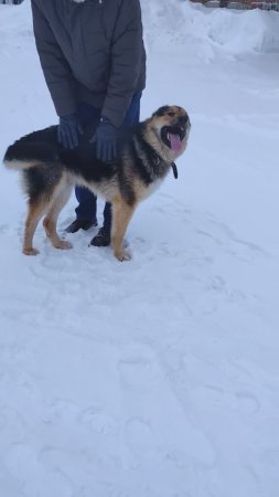 Неожиданная встреча с добродушной овчаркой