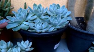 Atualização da ECHEVERIA Runyonii topsy turvy e GRAPTOVERIA fantome replantada.