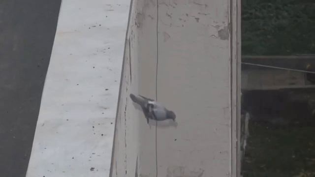 Голубь дед инсайд смотреть онлайн