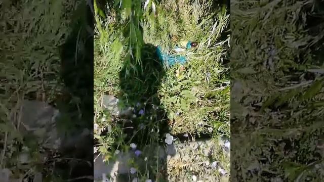 Таганрог, свиньи есть везде ( ч.1) смотреть онлайн