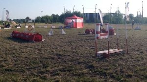 Уиппет Рой - аджилити