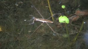 Common Water Strider (Gerridae: Gerris) Resting